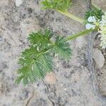 Anisosciadium orientale Likasa