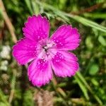 Dianthus deltoidesফুল