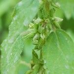 Parietaria debilis Flors