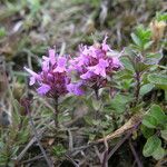 Thymus linearis Habit