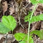 Botrychium virginianum 形態