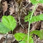 Botrychium virginianum Habit