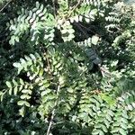 Caesalpinia spinosa List
