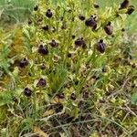 Ophrys passionis 葉