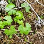 Geranium lucidumЛист