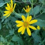 Helianthus divaricatus Fiore