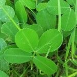 Arachis repens Lapas