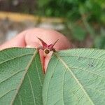 Desmodium tortuosum Inny