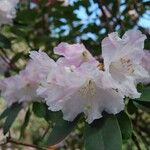Rhododendron vernicosum Kukka