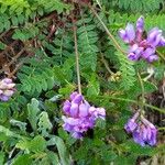 Oxytropis jacquinii ফুল