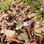 Claytonia caroliniana Flor