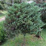 Juniperus rigida Habitus