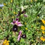 Ophrys bertolonii ᱵᱟᱦᱟ