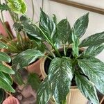 Spathiphyllum floribundumBlad