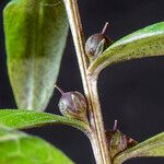 Lysimachia minoricensis Fruto