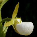 Cypripedium californicum Flor