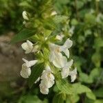 Stachys spinulosa Žiedas