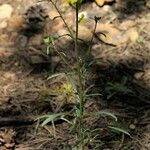 Erysimum sylvestre Habitus