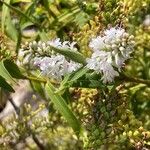 Hebe salicifolia Fleur
