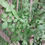 Eleutherococcus henryi Hoja