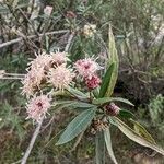 Baccharis salicina Floro