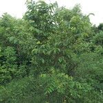 Ulmus rubra Агульны выгляд