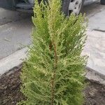 Hesperocyparis macrocarpa Blad