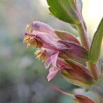 Odontites vulgaris Flower