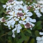 Iberis semperflorens Çiçek