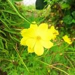 Cosmos sulphureusFiore