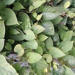 Paederia foetida Levél