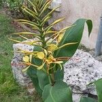 Hedychium gardnerianum പുഷ്പം