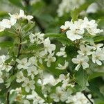 Malus rockii ফুল