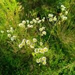 Erigeron strigosus Květ