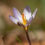 Crocus reticulatus 花