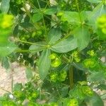 Euphorbia platyphyllos Leaf