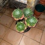 Echeveria gigantea Folio