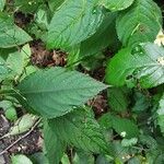 Impatiens parviflora Leaf