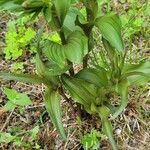 Epipactis helleborineপাতা