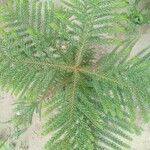 Araucaria cunninghamii Leaf