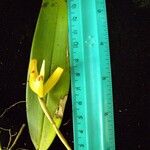 Maxillaria confusa Otro