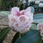 Rhododendron arizelum Flower