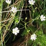 Stellaria longifolia 花