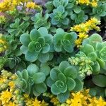 Sedum kimnachii पत्ता