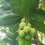 Calophyllum calaba Fruchs