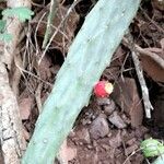 Opuntia anacantha