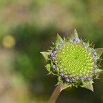 Jasione montana Flower