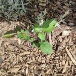 Rubus phoenicolasiusLeaf