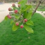 Malus spectabilis Листок