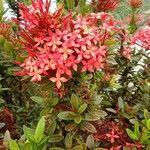 Ixora javanica Folha